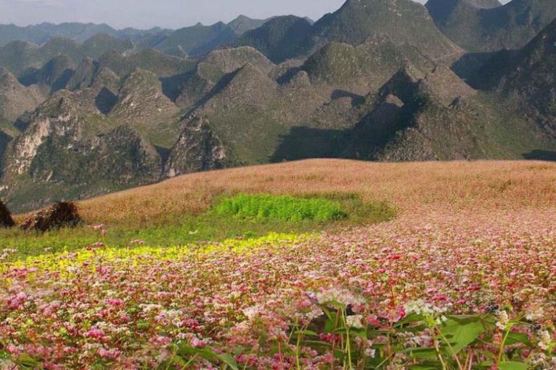 Traveling to Ha Giang during buckwheat flower season is surprisingly beautiful